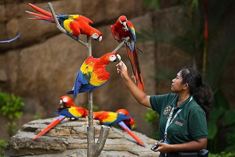 RUMAH BARU: (Atas) Burung Macaw Scarlet menyesuaikan diri di aviari Hong Leong Foundation Paya Crimson Yayasan Hong Leong di Bird Paradise, sementara burung daripada pertunjukan Raja Langit di Taman Burung Jurong tiba pada Februari untuk dilepaskan di taman burung baru itu.
