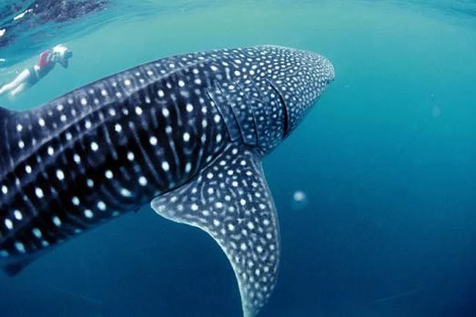 RAJA LAUT: Jerung paus (yang boleh mencapai sehingga 13 meter panjang) merupakan ikan terbesar di dasar laut. - Foto PELANCONGAN AUSTRALIA