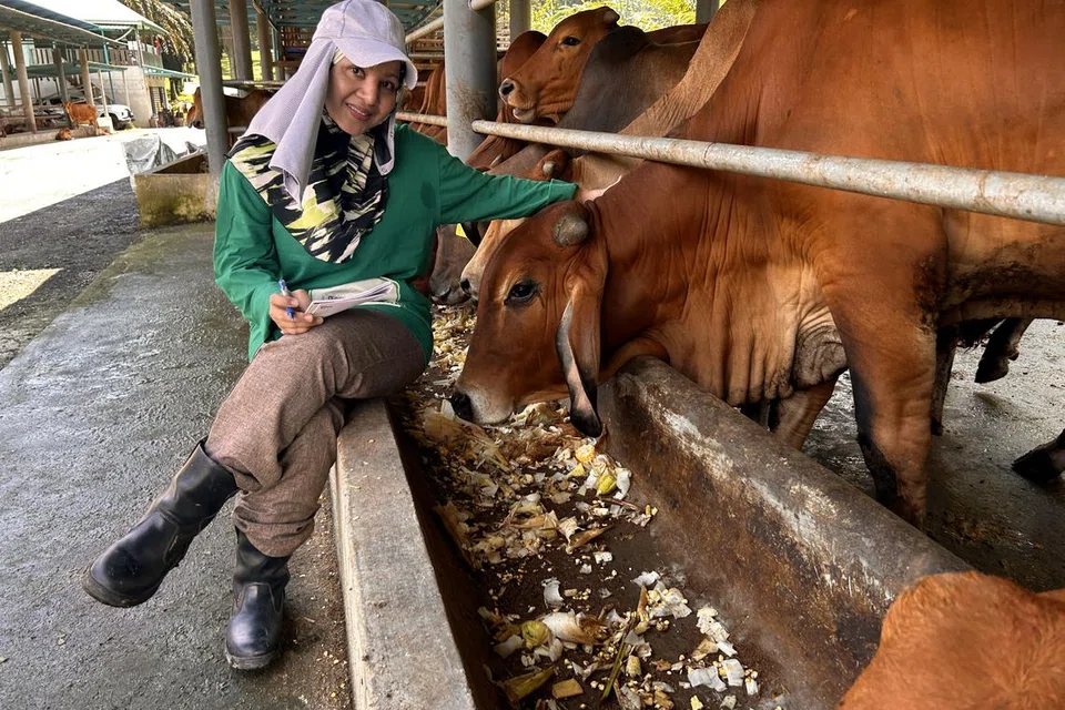Pengarah Urusan Arrayyan Farm Cik Imelda Nasreen Mispan aktif memasarkan lembu-lembu pelbagai baka termasuk jenis ‘sado’ menerusi platform media sosial seperti Facebook, TikTok dan Instagram.