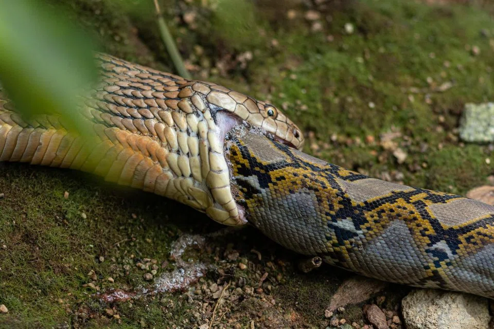 Seekor ular tedung menelan ular sawa di Paya Simpanan Sungei Buloh pada 2021.
