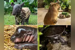Empat taman hidupan liar utama Singapura adalah rumah kepada beberapa haiwan paling comel.