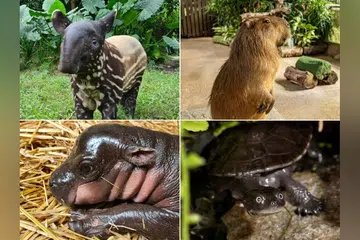 Empat taman hidupan liar utama Singapura adalah rumah kepada beberapa haiwan paling comel.