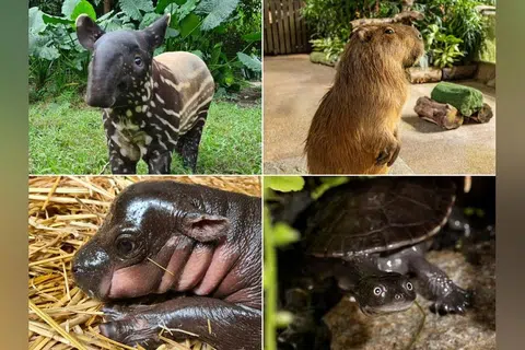 Empat taman hidupan liar utama Singapura adalah rumah kepada beberapa haiwan paling comel.