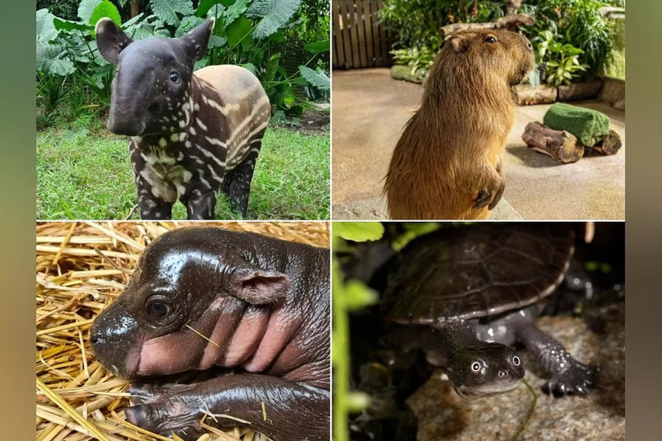 Empat taman hidupan liar utama Singapura adalah rumah kepada beberapa haiwan paling comel.