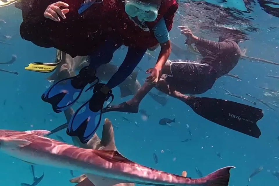 Penulis menemani anak saudaranya yang berusia lima tahun merasai pengalaman berenang secara dekat bersama jerung nurse shark.
