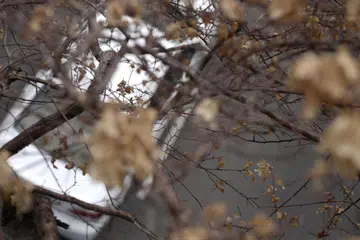 KEKERINGAN: Bunga-bunga yang kering tapi masih bertahan di dahan.