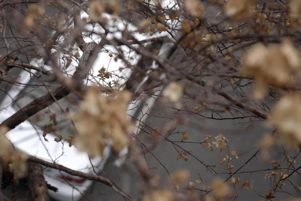 KEKERINGAN: Bunga-bunga yang kering tapi masih bertahan di dahan.