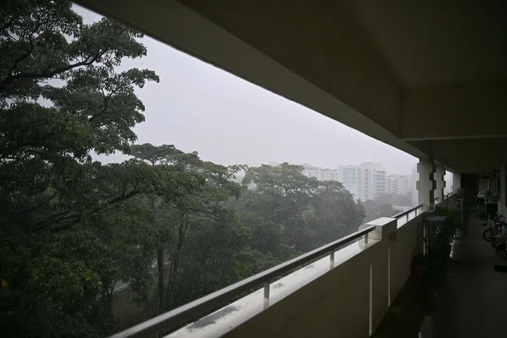 Pokok-pokok besar di hadapan Blok 321 Tampines Street 33 yang dirakam pada 25 Februari 2026.