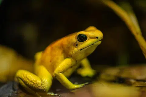 Katak ‘golden poison frog’.