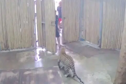 TULANG PIPI DISAHKAN PATAH: Harimau bintang itu tidak melepaskan anak lelaki itu sehingga seorang pengunjung lain menendang kepala harimau itu. -Foto: YOUTUBE/YNET