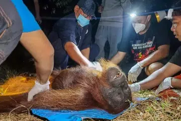 orang utan