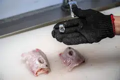 BOLEH MUDARAT: Seorang tukang masak di Jepun menunjukkan isi ikan buntal yang telah disiapkan untuk dimasak. Berita sepasang suami-isteri di Malaysia yang maut selepas makan isi ikan buntal telah menghalakan tumpuan kepada kurang penguatkuasaan di sana berhubung penjualan ikan buntal yang mengandungi bahan beracun. - Foto AFP