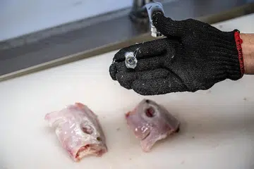 BOLEH MUDARAT: Seorang tukang masak di Jepun menunjukkan isi ikan buntal yang telah disiapkan untuk dimasak. Berita sepasang suami-isteri di Malaysia yang maut selepas makan isi ikan buntal telah menghalakan tumpuan kepada kurang penguatkuasaan di sana berhubung penjualan ikan buntal yang mengandungi bahan beracun. - Foto AFP