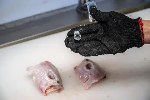 BOLEH MUDARAT: Seorang tukang masak di Jepun menunjukkan isi ikan buntal yang telah disiapkan untuk dimasak. Berita sepasang suami-isteri di Malaysia yang maut selepas makan isi ikan buntal telah menghalakan tumpuan kepada kurang penguatkuasaan di sana berhubung penjualan ikan buntal yang mengandungi bahan beracun. - Foto AFP