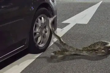 Ular sawa yang dikatakan sepanjang dua meter mematuk kenderaan yang melalui jalan dua hala berdekatan Blok 136 Teck Whye Lane pada 27 April, lewat malam.