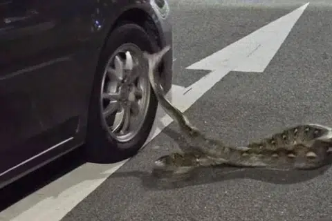Ular sawa yang dikatakan sepanjang dua meter mematuk kenderaan yang melalui jalan dua hala berdekatan Blok 136 Teck Whye Lane pada 27 April, lewat malam.