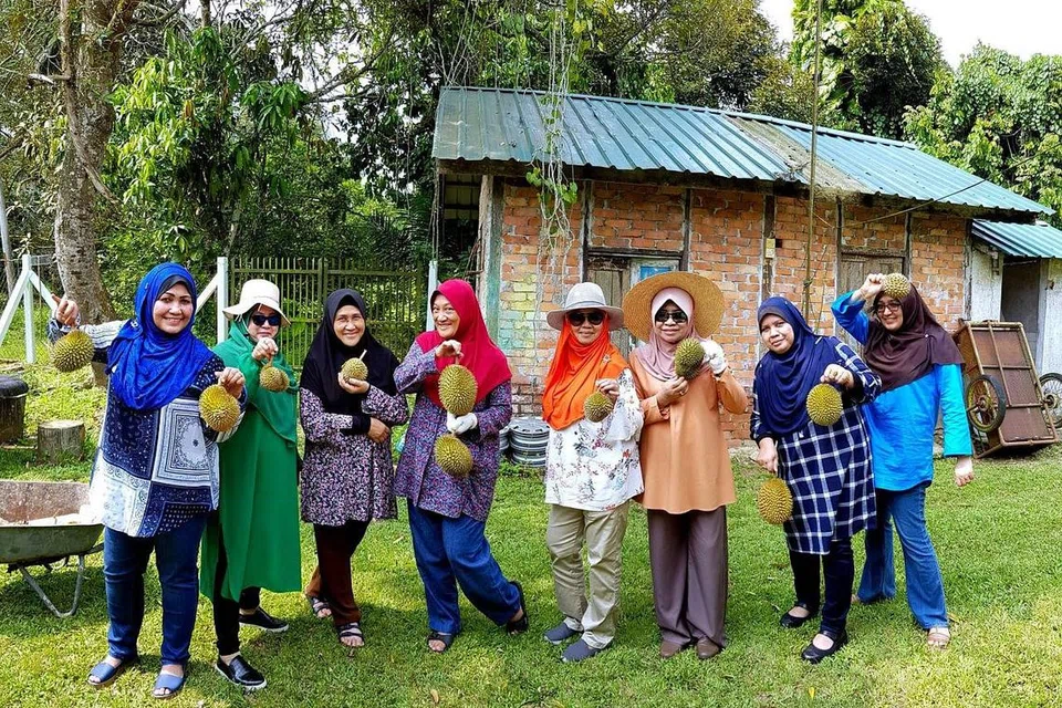 TERUJA DAPAT PUNGUT RAJA BUAH: Anggota rombongan wanita begitu teruja dapat memungut durian di kebun. Buah ini menjadi santapan rakan serombongan. - Foto ihsan SAHARI SARIMAN 