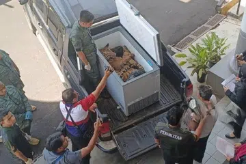 Bangkai seekor harimau belang betina dibawa ke Mahkamah Sesyen Kota Tinggi, Johor, pada 23 September, sebagai bahan eksibit ketika prosiding tuduhan tiga lelaki yang didakwa menyimpan hidupan liar itu.