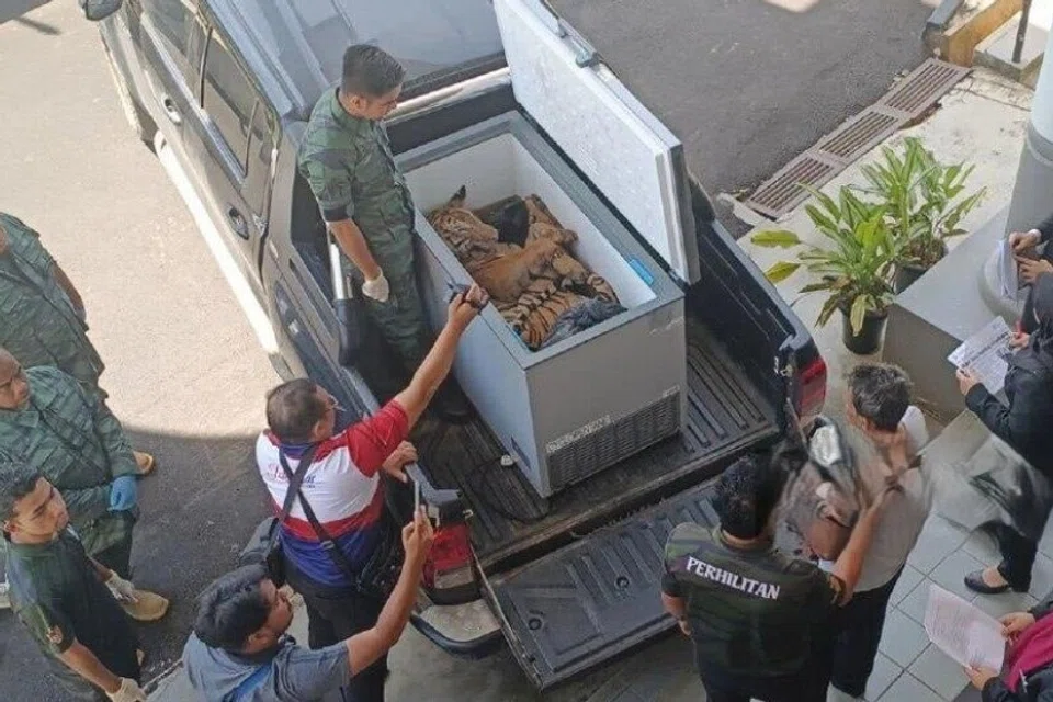 Bangkai seekor harimau belang betina dibawa ke Mahkamah Sesyen Kota Tinggi, Johor, pada 23 September, sebagai bahan eksibit ketika prosiding tuduhan tiga lelaki yang didakwa menyimpan hidupan liar itu.