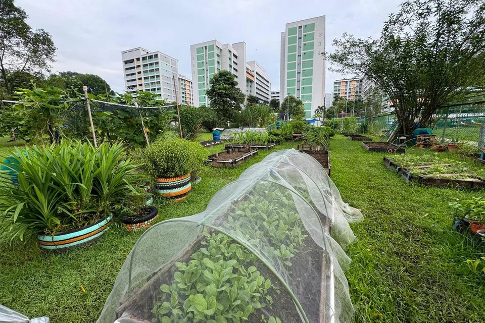 Kebun Masyarakat Nee Soon East, di ladang belakang Pusat Polis Kejiranan (NPC) Yishun North.