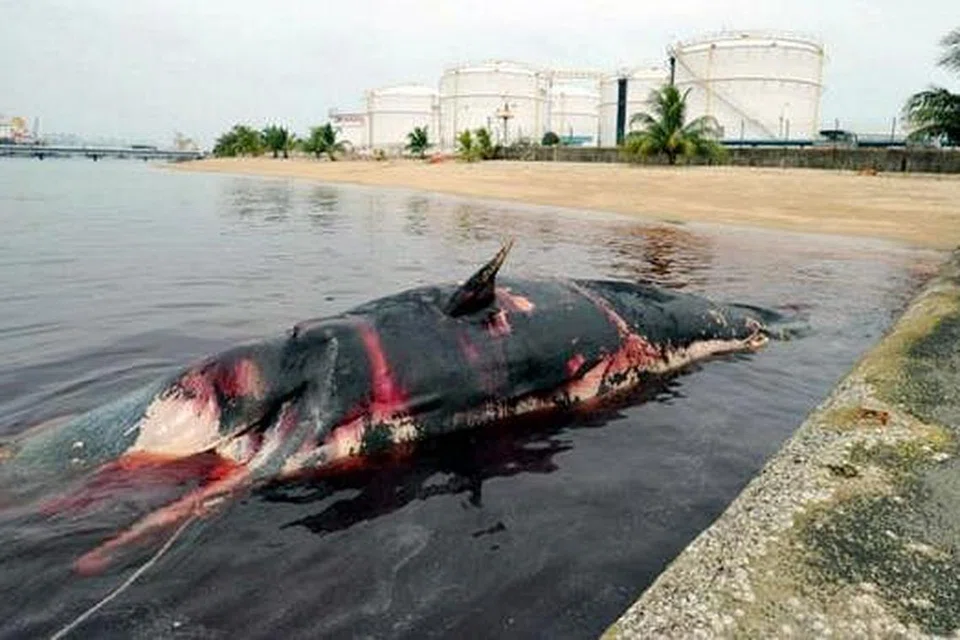 KALI PERTAMA: Sekiranya benar bangkai ini merupakan paus sperma, ia merupakan kali pertama pertemuan spesies paus dikesan di Singapura. - Foto THE STRAITS TIMES