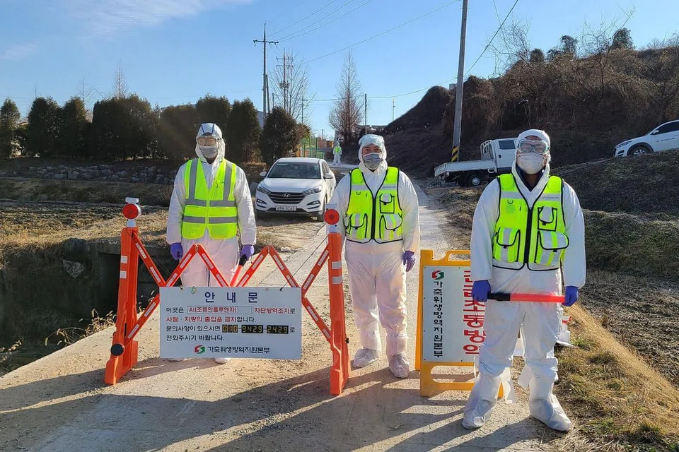 Pegawai kuarantin menghalang perjalanan masuk ke sebuah ladang perternakan dek penularan influenza burung di Eumseong, wilayah Utara ChungCheong, Korea Selatan pada 8 Disember 2020. - FOTO: EPA-EFE