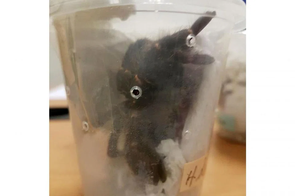 TIDAK ISYTIHAR: Salah satu labah-labah tarantula yang cuba diseludup tertuduh. - Foto ICA