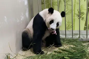 Jia Jia kini sedang meluangkan masa bersama anaknya dan tidak ditampilkan dalam pameran. 