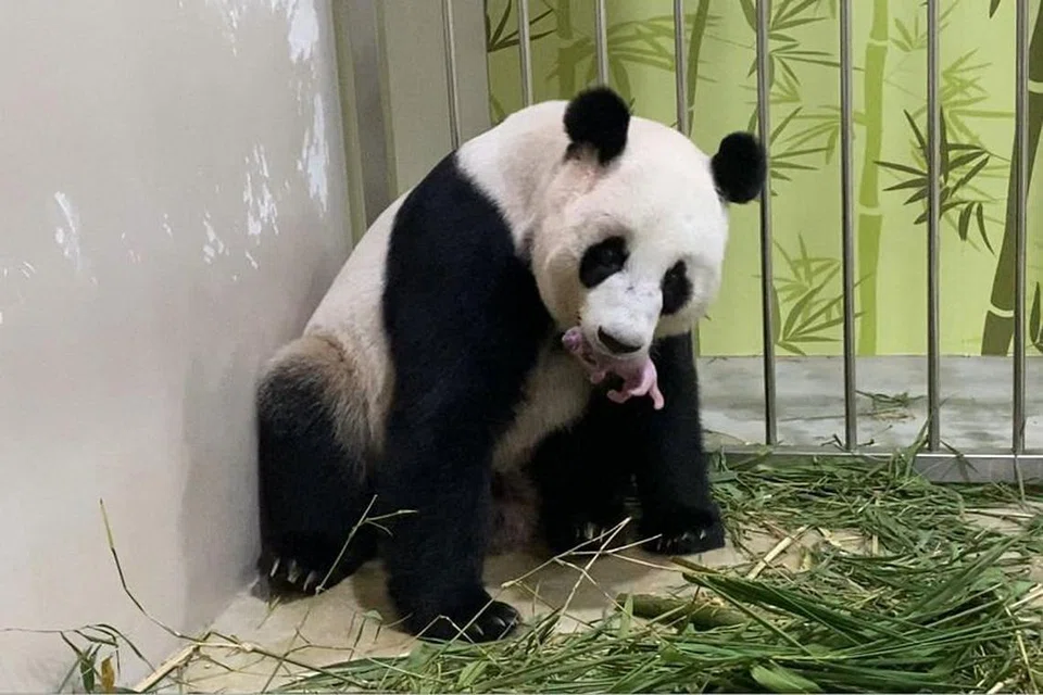 Jia Jia kini sedang meluangkan masa bersama anaknya dan tidak ditampilkan dalam pameran. 