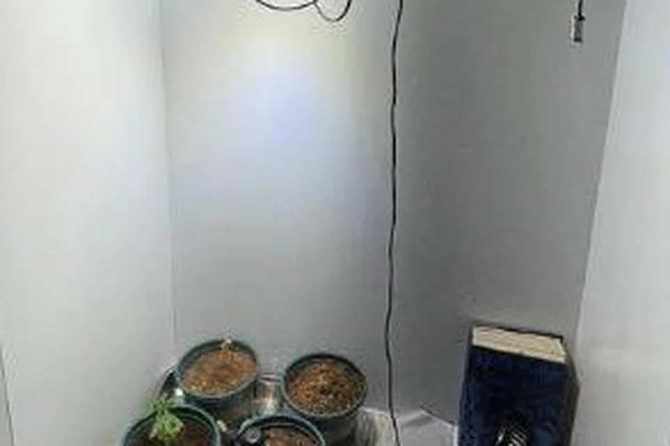 Tanaman ganja yang sedang tumbuh di dalam almari unit kediaman di Yishun Avenue 3. 