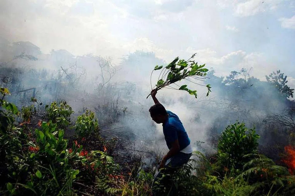 Seorang penduduk cuba memadamkan kebakaran belukar dengan dahan pokok di Pekanbaru, Riau, pada 23 Ogos. 