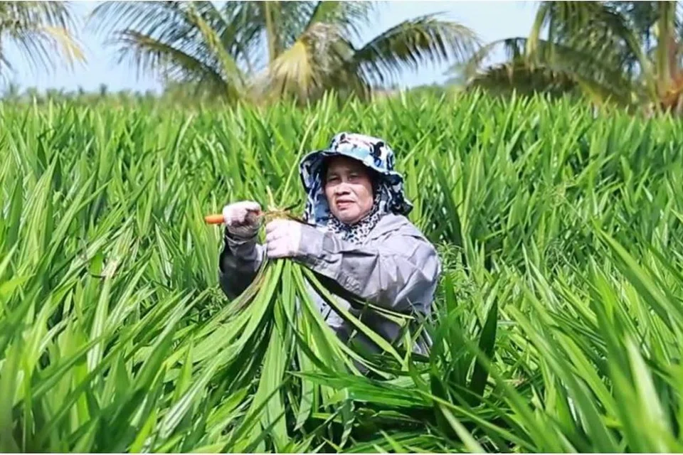 Cik Kamariah Md Yatim yang dulu hidup susah kini mengusahakan ladang daun pandan untuk syarikat besar di Malaysia.