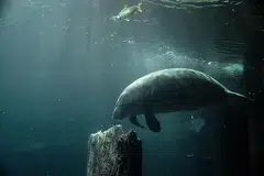 PENAMPAKAN DUGONG: Kajian oleh saintis NUS mendapati 65 peratus pemerhatian dugong dalam tempoh 25 tahun lalu - 31 daripada 48 rekod - berlaku di timur Selat Johor, salah satu laluan perkapalan tersibuk di dunia. - Foto fail