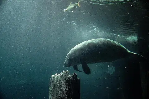 PENAMPAKAN DUGONG: Kajian oleh saintis NUS mendapati 65 peratus pemerhatian dugong dalam tempoh 25 tahun lalu - 31 daripada 48 rekod - berlaku di timur Selat Johor, salah satu laluan perkapalan tersibuk di dunia. - Foto fail
