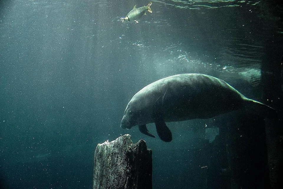 PENAMPAKAN DUGONG: Kajian oleh saintis NUS mendapati 65 peratus pemerhatian dugong dalam tempoh 25 tahun lalu - 31 daripada 48 rekod - berlaku di timur Selat Johor, salah satu laluan perkapalan tersibuk di dunia. - Foto fail