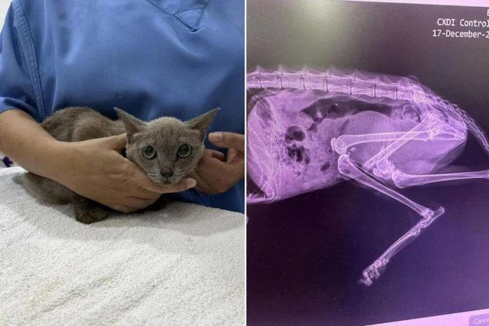 Menurut hantaran Cik Reyn Teng di kumpulan Facebook Sayang Our Singapore’s Community Cats pada 19 Disember, kucing yang jatuh di hadapannya, dari salah satu unit di Blok 147 Bedok Reservoir Road, mempunyai pendarahan di mulut.