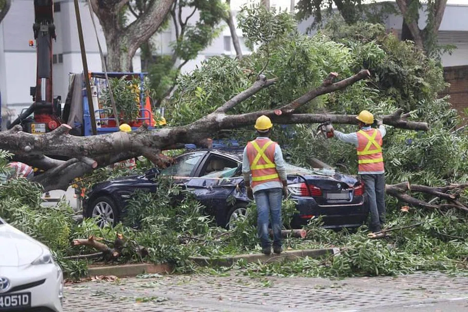 POKOK TUMBANG: Sebatang pokok setinggi lima tingkat tumbang di sebuah tempat letak kereta di Hougang dan menimpa empat kenderaan pada 21 September 2018.