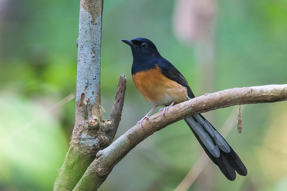 Burung, white-rumped shama, diancam pupus disebabkan popularitinya dalam perdagangan haiwan peliharaan.