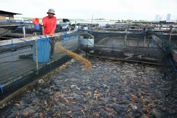 Salah satu inisiatif baru adalah untuk tingkatkan bekalan dan kualiti telur serta anak ikan yang dihasilkan secara tempatan.