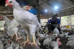 AYAM INDONESIA: Kebun ayam di Indonesia kini diteroka pihak Singapura sebagai alternatif bekalan untuk republik ini. - Foto AFP