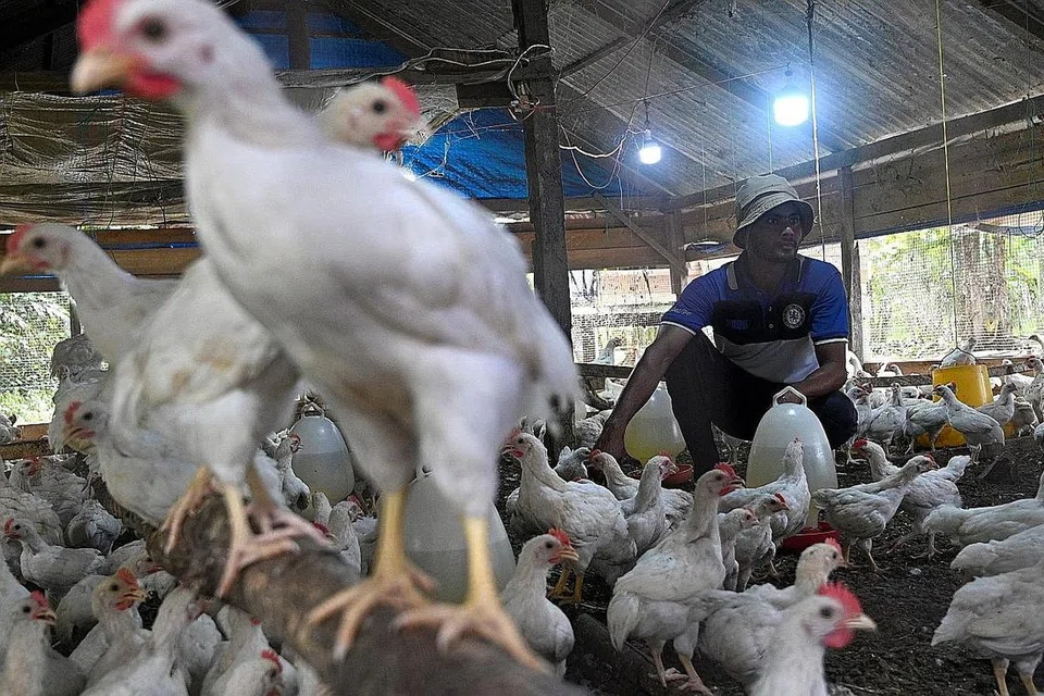 AYAM INDONESIA: Kebun ayam di Indonesia kini diteroka pihak Singapura sebagai alternatif bekalan untuk republik ini. - Foto AFP