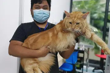 MASA 'PURRFECT': Menurut Encik Afiq Asyrani Azhar, beliau bersyukur dapat meneruskan khidmat dandanan kucing buat sementara ini. - Foto ihsan AFIQ ASYRANI AZHAR