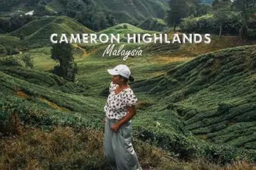 Cameron Highlands, Pahang, yang terkenal dengan cuaca sejuk dan ladang teh, menjadi tarikan pelancong dari dalam dan luar negara. 