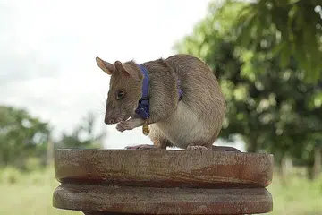 TIKUS WIRA: Selepas lebih lima tahun bertugas mengesan periuk api di Kemboja, tikus wira Magawa, penerima pingat keberanian bagi haiwan Pingat Emas PDSA miniatur, bersara baru-baru ini. - Foto AFP