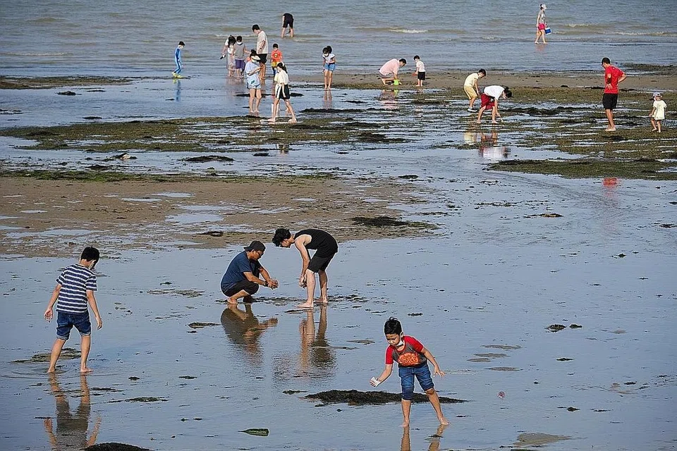 PERLU PEKA: Para pengunjung pantai digesa jangan mengalihkan binatang marin dari habitat mereka kerana kebanyakan mereka tidak boleh bertahan di luar alam persekitaran mereka. - Foto fail
