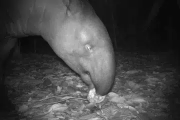 Dalam rakaman perangkap kamera, seeokor tapir Malaya betina dirakam sedang makan apa yang kelihatan seperti buah nangka atau cempedak di bahagian barat Pulau Ubin pada Ogos.