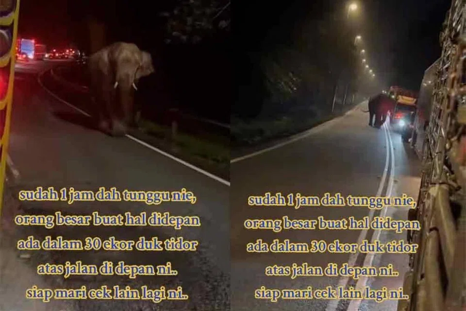 Menurut pengguna TikTok, @isemaju, sebanyak 30 ekor gajah ‘bermain’ dan tidur di tengah jalan di  Tasik Banding, Perak pada 15 November sekitar 3 pagi.