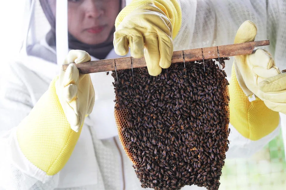 TEMPATKAN SEMULA: Jika sarang lebah terletak di kawasan rumah anda yang mendatangkan kesulitan kepada anda, anda boleh menghubungi penyedia perkhidmatan penempatan semula lebah yang ada di sini.  