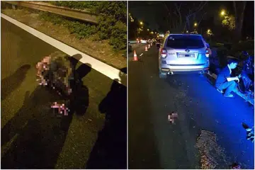 NAHAS DI BKE: Pengguna Facebook Alex Soo memuat naik gambar menyusuli nahas jalan raya melibatkan babi hutan bunting itu. Beberapa anak babi hutan itu turut dilihat berdekatannya.