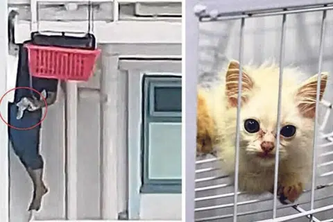 Seorang lelaki memanjat pagar luar tingkap dari unit tingkat lima untuk menyelamatkan kucing yang terperangkap di unit atas di Blok 654A Punggol Drive pada 6 April.